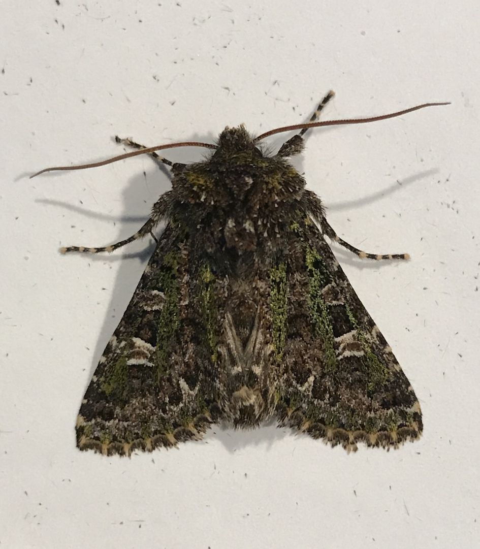 Welke nachtvlinder ?